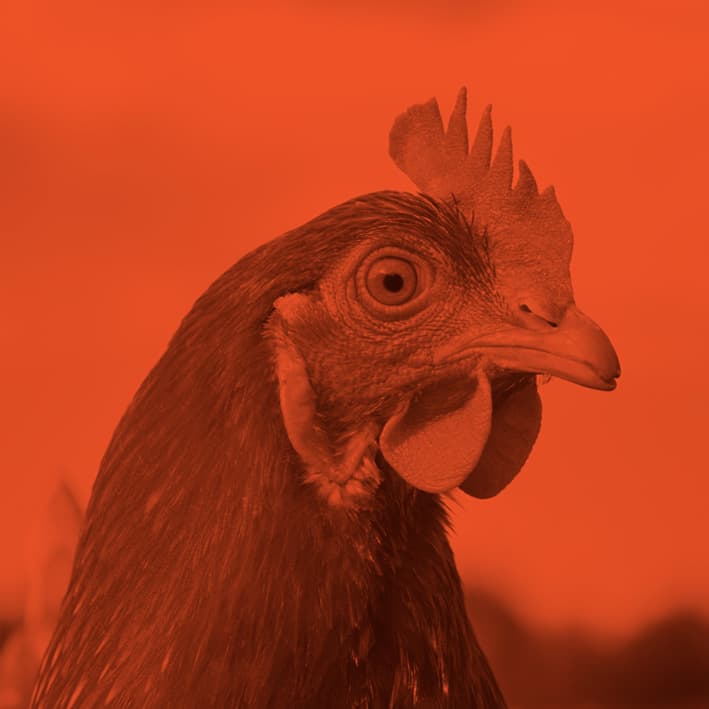 Orange chicken