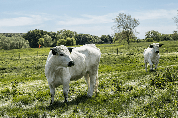 Cow in field
